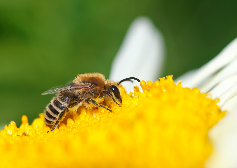 LABEL ABEILLE - abeille sur fleur mellifère